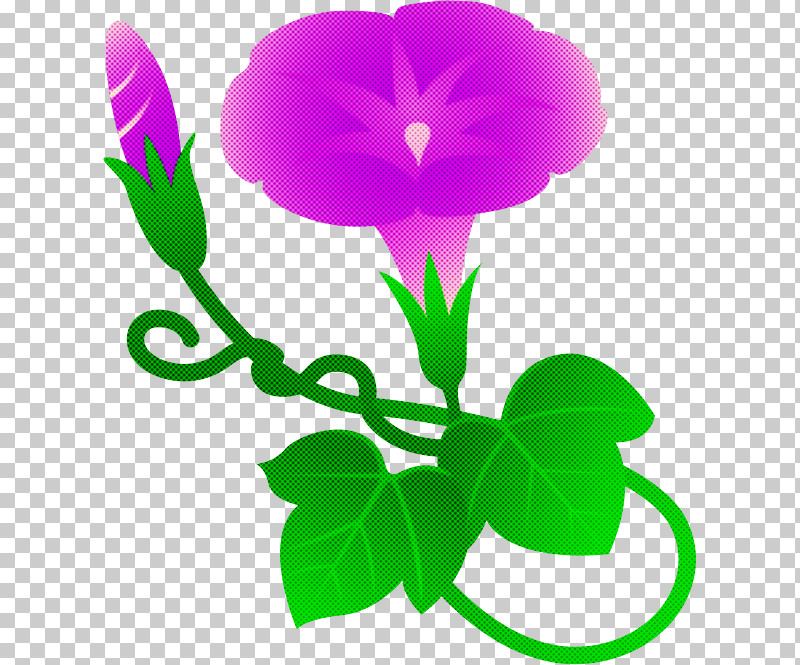 Morning Glory Summer Flower PNG, Clipart, Biology, Cut Flowers, Flower, Green, Leaf Free PNG Download