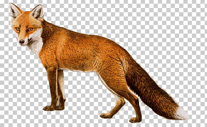 fox clipart