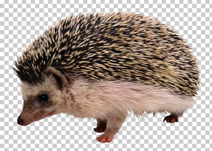 The Hedgehog And The Fox Rodent PNG, Clipart, Animals, Domesticated Hedgehog, Echidna, Erinaceidae, European Hedgehog Free PNG Download