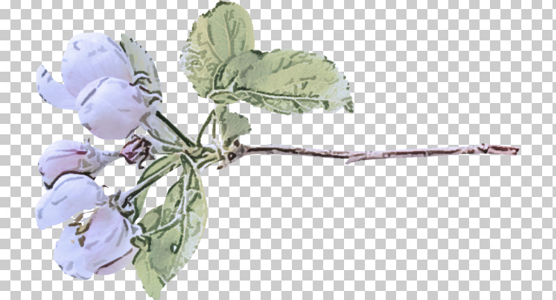 Lavender PNG, Clipart, Biology, Branching, Cut Flowers, Flower, Lavender Free PNG Download