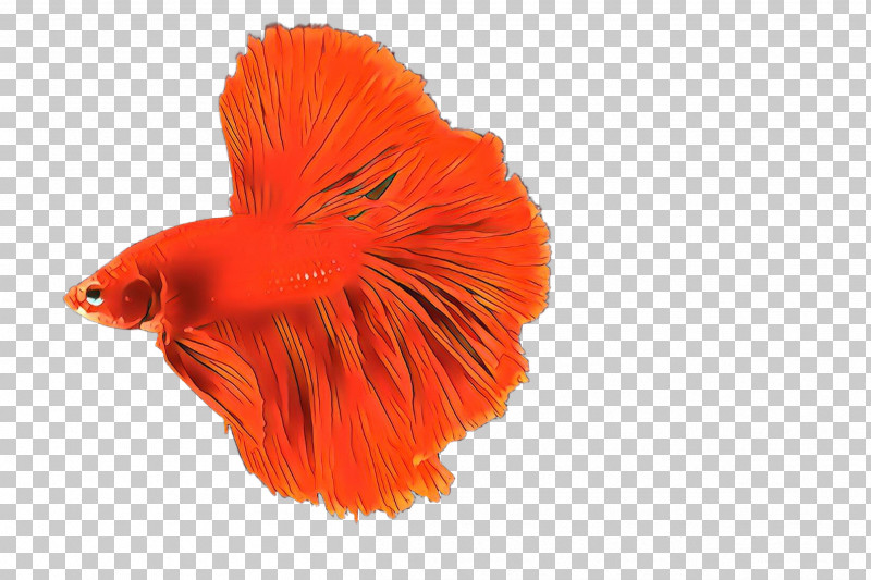 Orange PNG, Clipart, Fish, Goldfish, Orange, Petal, Plant Free PNG Download