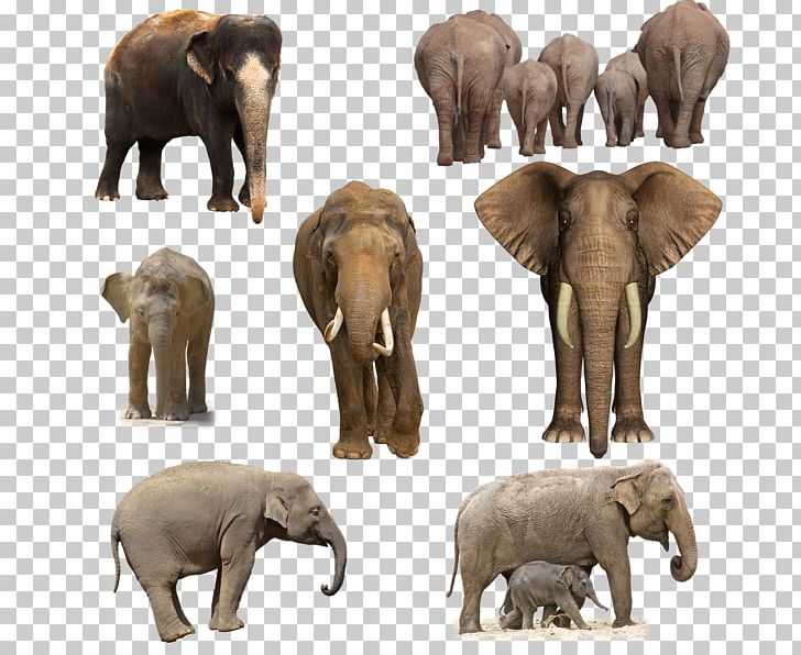 African Elephant Animal Wildlife PNG, Clipart, African Elephant, Animal, Animals, Art, Cattle Like Mammal Free PNG Download
