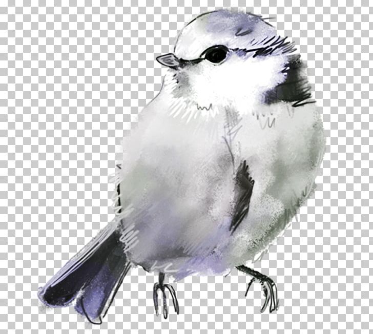 Bird Drawing American Sparrows PNG, Clipart, American Sparrows, Animals, Beak, Bird, Chickadee Free PNG Download