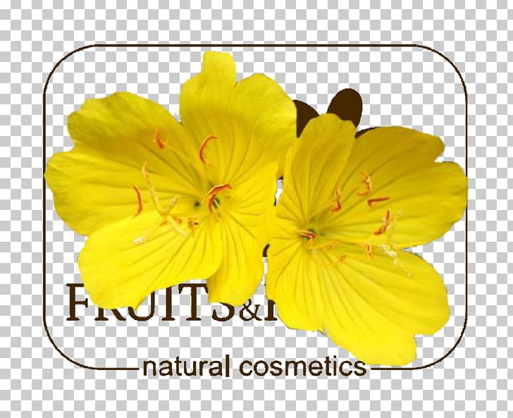 Common Evening-primrose Bergamot Orange ONLY Peppermint PNG, Clipart, Bergamot Orange, Common Eveningprimrose, Evening Primrose, Fleurs, Flower Free PNG Download