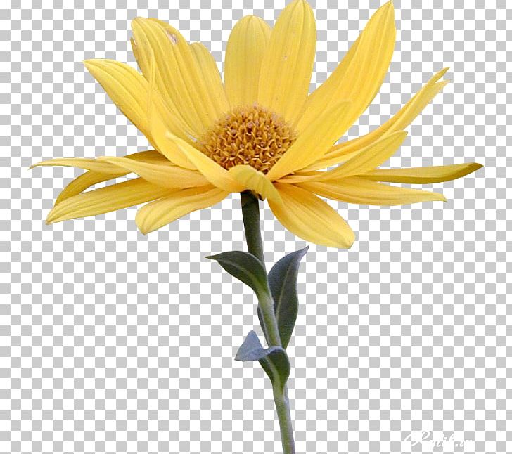 Flower Beetle Animation PNG, Clipart, Animation, Beetle, Chrysanths, Daisy, Daisy Family Free PNG Download