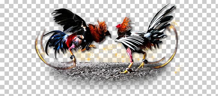 Gamecock Chicken Cockfight Gambling PNG, Clipart, Beak ...