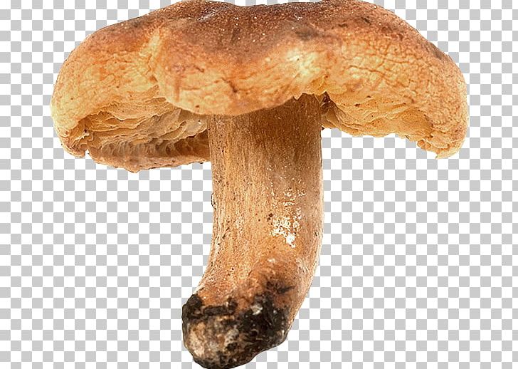 Shiitake Pleurotus Eryngii Matsutake Medicinal Fungi Mushroom PNG, Clipart, Edible Mushroom, Ingredient, Matsutake, Medicinal Fungi, Medicinal Mushroom Free PNG Download