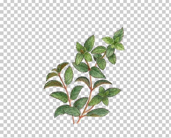 Tea Stock Photography Alamy Mint PNG, Clipart, Alamy, Autumn Leaf, Branch, Caffeine, Download Free PNG Download