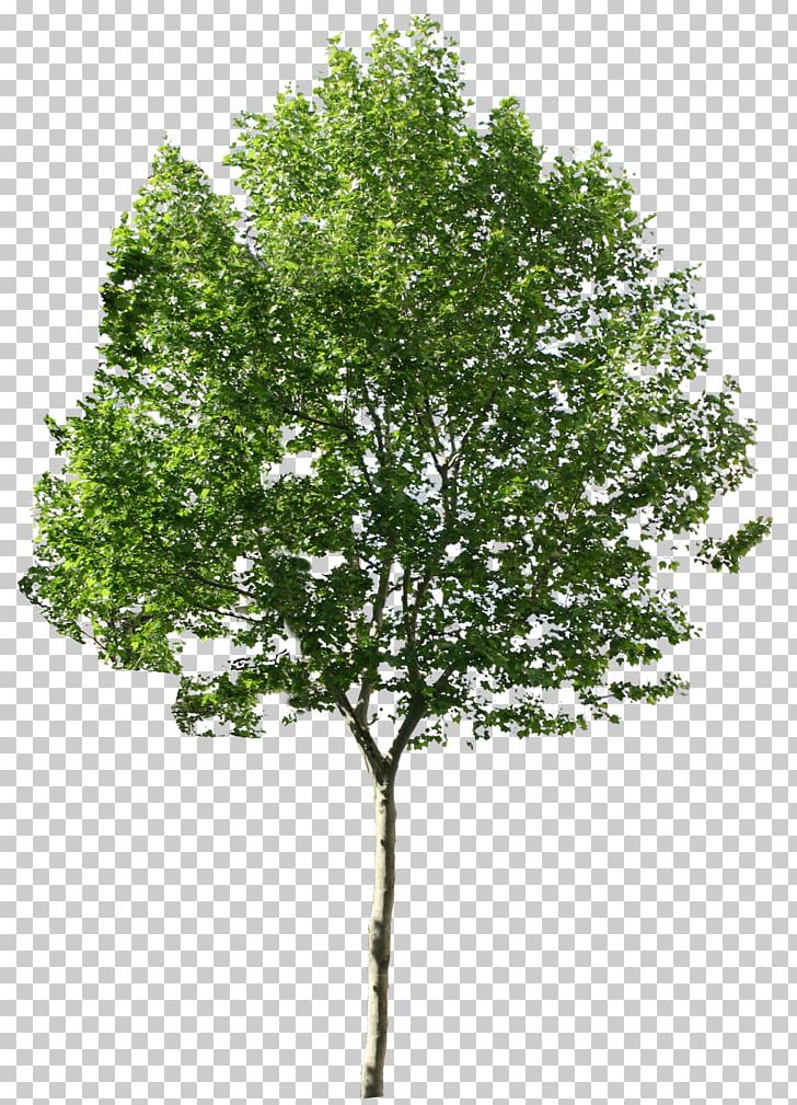 Tree Computer Icons PNG, Clipart, Birch, Branch, Computer Icons, Desktop Wallpaper, Editing Free PNG Download