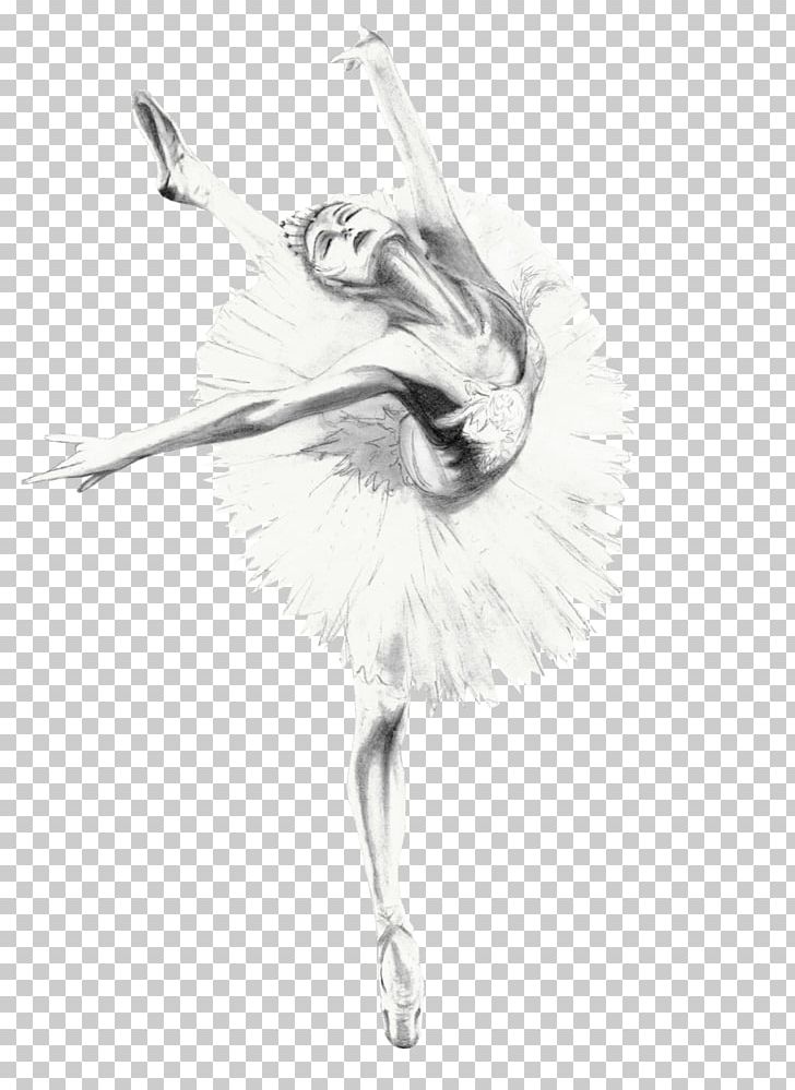 Ballet Dancer Feather Bird Drawing Sketch PNG, Clipart, Animals, Artwork, Ballerina Watercolor, Ballet, Ballet Dancer Free PNG Download
