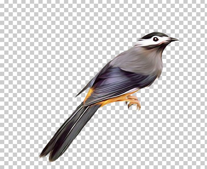Bird PNG, Clipart, Beak, Bird, Computer Icons, Cuculiformes, Digital Image Free PNG Download