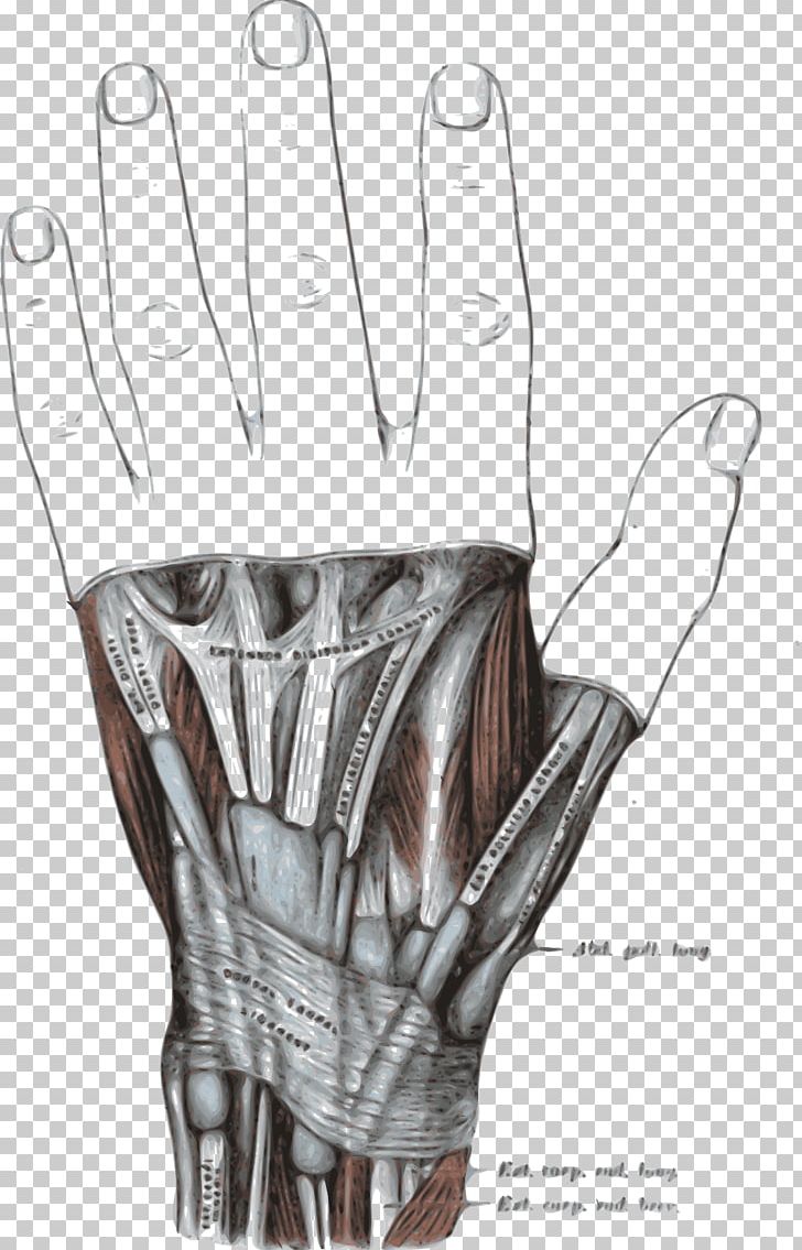 Extensor Retinaculum Of The Hand Extensor Digitorum Muscle Extensor Pollicis Longus Muscle Extensor Pollicis Brevis Muscle Abductor Pollicis Longus Muscle PNG, Clipart, Abductor Pollicis Brevis Muscle, Abductor Pollicis Longus Muscle, Anatomia, Anatomy, Arm Free PNG Download