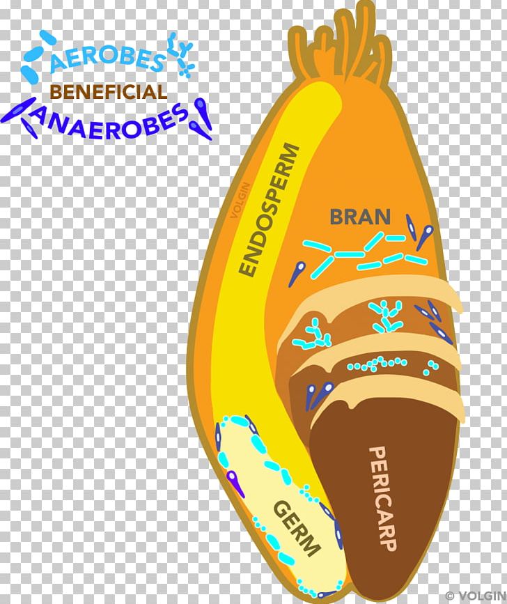 Human Microbiota Gut Flora Dietary Fiber Pathogen PNG, Clipart, Anaerobic Organism, Dentist, Dietary Fiber, Eating, Food Free PNG Download