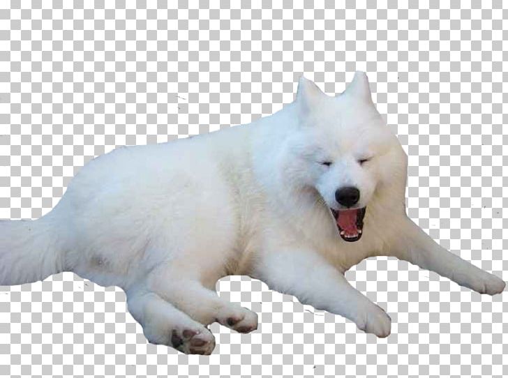 Sakhalin Husky Samoyed Dog Canadian Eskimo Dog Greenland Dog Siberian Husky PNG, Clipart, Animals, Breed Group Dog, Canadian Eskimo Dog, Canis, Carnivoran Free PNG Download