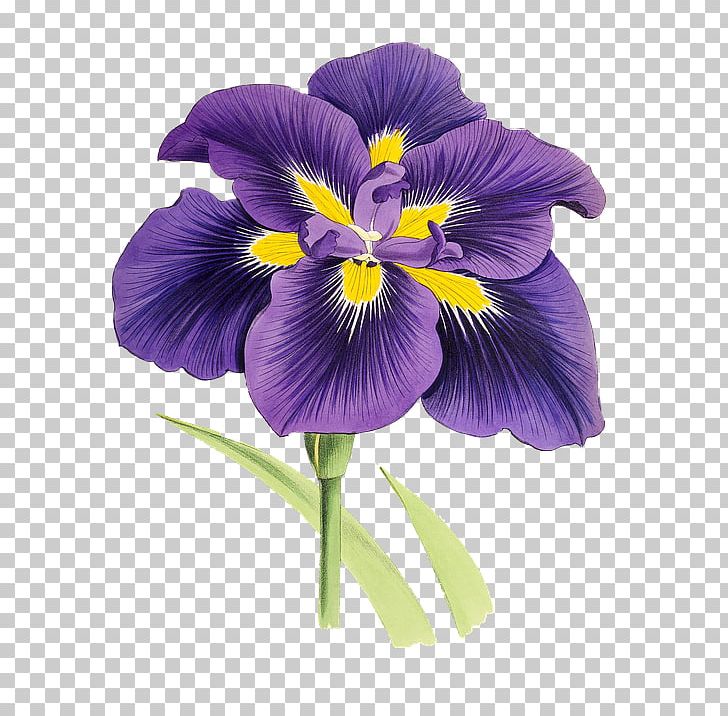 Flower Plant Lilium PNG, Clipart, Beautiful, Color, Euclidean Vector, Image File Formats, Iris Free PNG Download