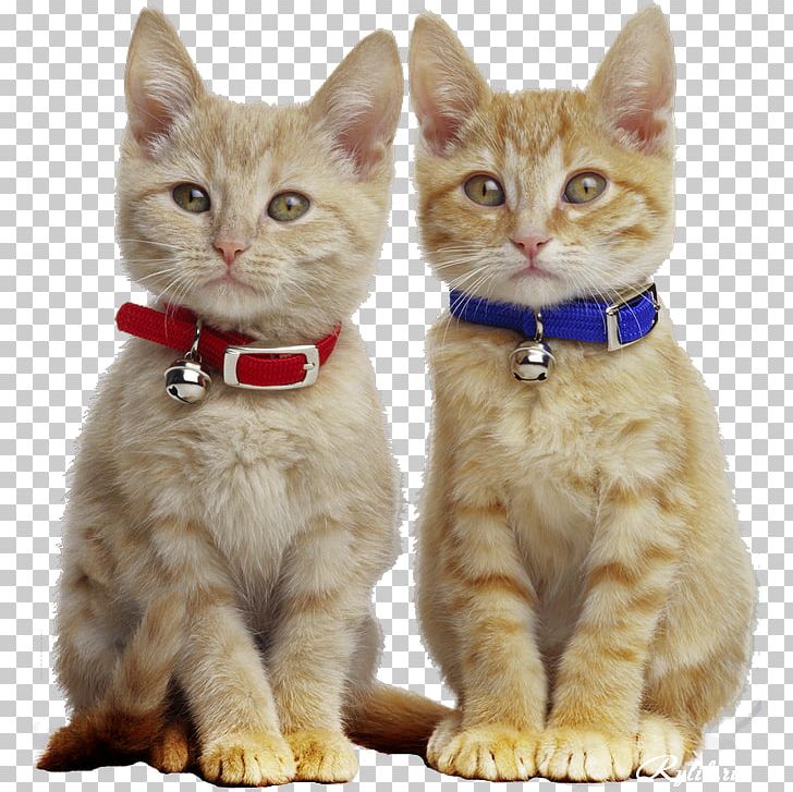 Kitten Manx Cat Pet Tabby Cat Paw PNG, Clipart, American Wirehair, Animal, Animals, Carnivoran, Cat Like Mammal Free PNG Download