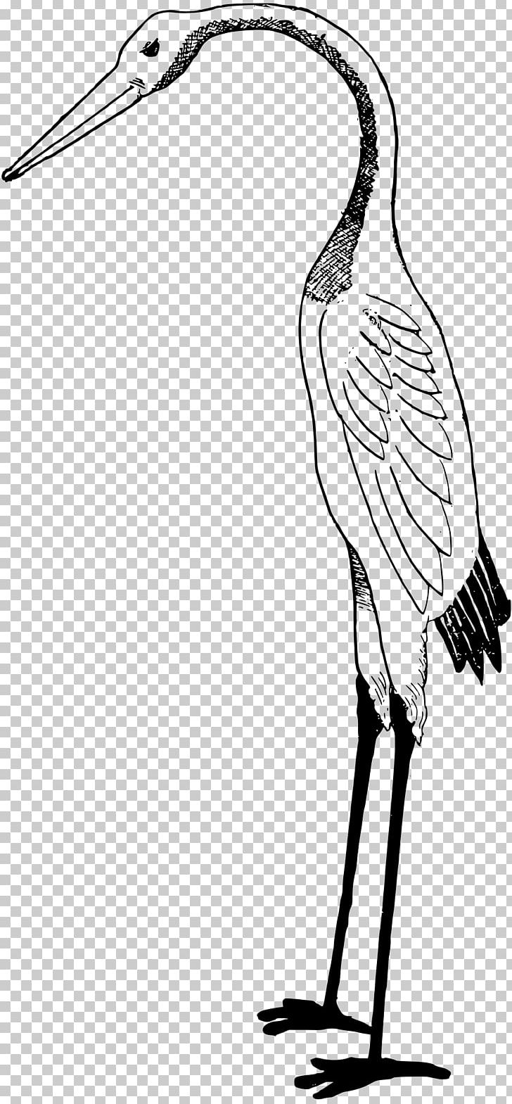 White Stork PNG, Clipart, Animals, Artwork, Beak, Bird, Black And White Free PNG Download