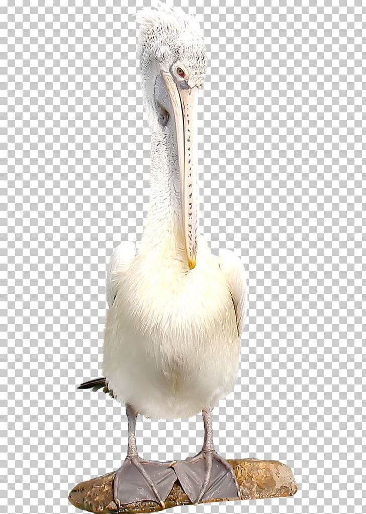 Bird Flamingos Parrot PNG, Clipart, Animals, Beak, Bird, Fauna, Flamingos Free PNG Download