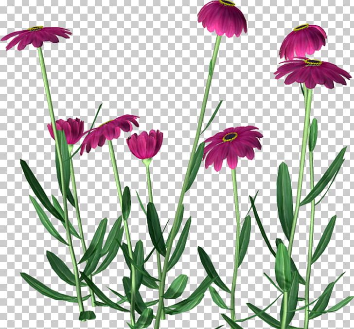 Flower PNG, Clipart, Annual Plant, Banco De Imagens, Common Daisy, Cut Flowers, Dandelion Free PNG Download