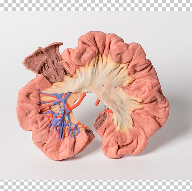 Human Anatomy 3D Printing Large Intestine Cubital Fossa PNG, Clipart, 3 D, 3 D Print, 3d Printers, 3d Printing, Anatomy Free PNG Download