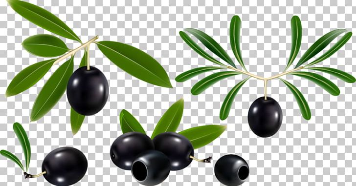 Olive Oil Olive Leaf Olive Branch PNG, Clipart, Background Black, Black, Black Hair, Black White, Cherry Free PNG Download