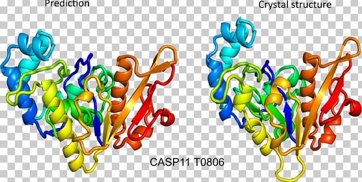 Protein Structure Prediction: Concepts And Applications CASP PNG, Clipart, Amino Acid, Conformation, Food, Graphic Design, Line Free PNG Download