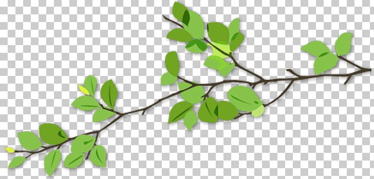 Twig Branch Tree Leaf Garden PNG, Clipart, Branch, Cactaceae, Garden, Leaf, Organism Free PNG Download
