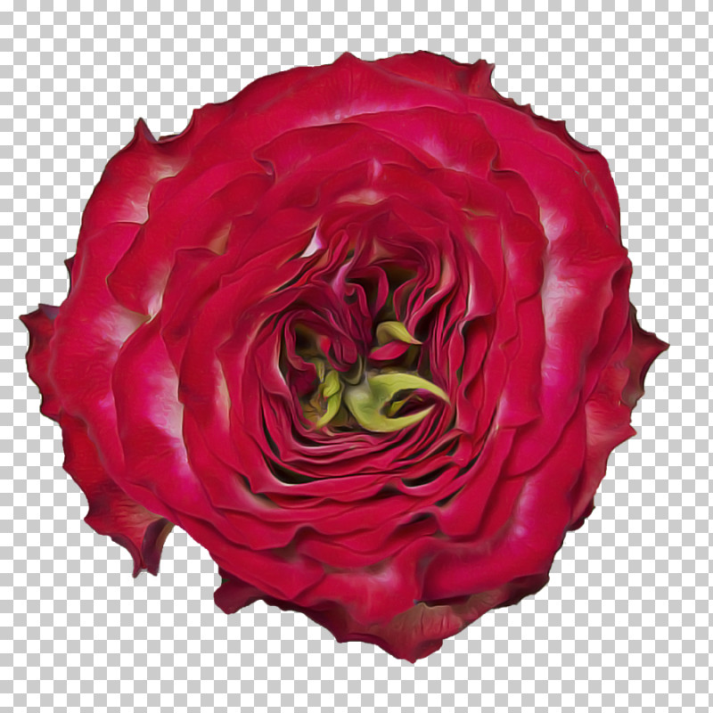 Garden Roses PNG, Clipart, Annual Plant, Cut Flowers, Floribunda, Flower, Garden Roses Free PNG Download