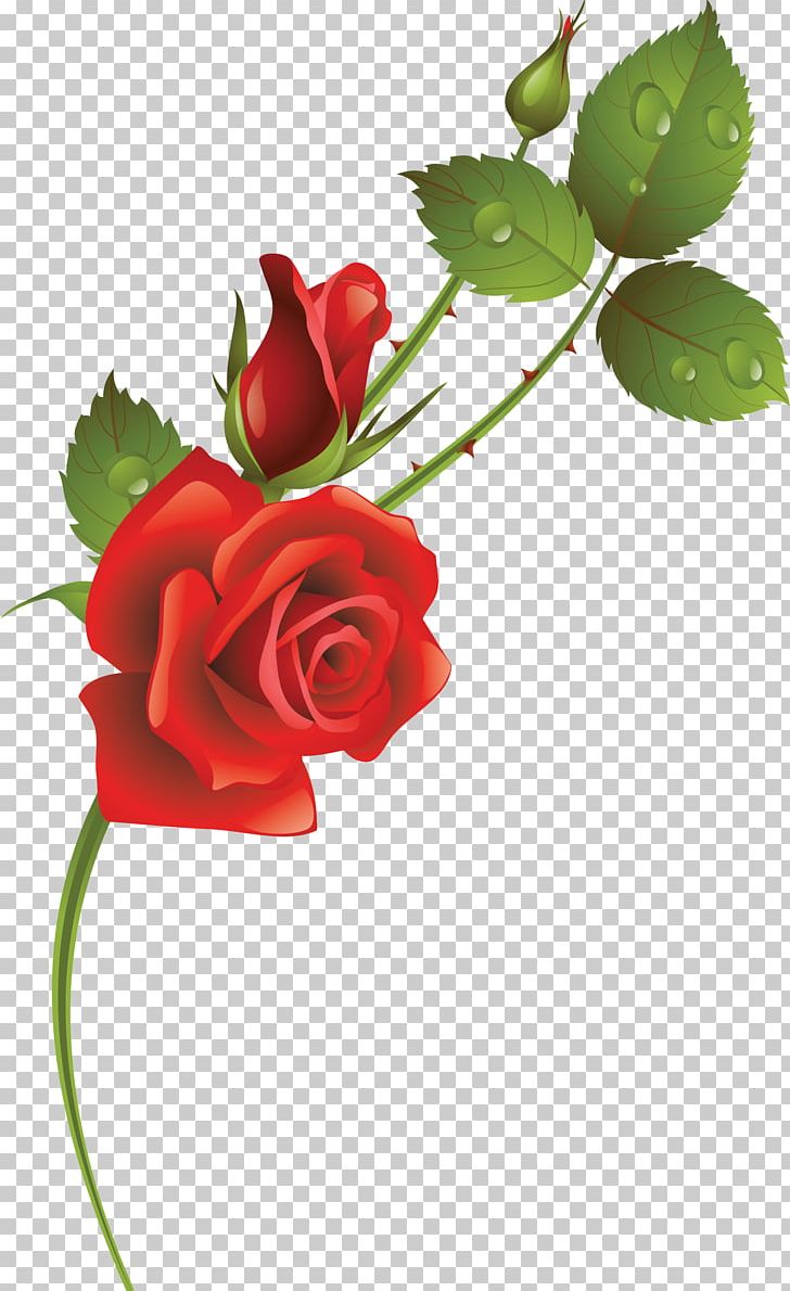 Garden Roses Cut Flowers Bud PNG, Clipart, Bud, Cut Flowers, Flora, Floral Design, Floristry Free PNG Download