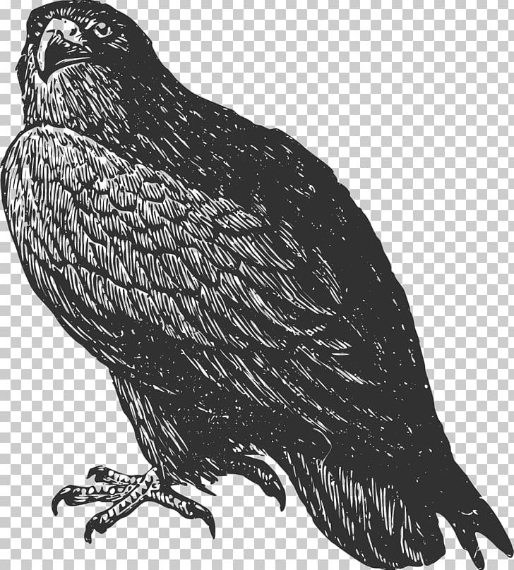 Hawk Eagle A Little Mouse Tail Beak Buzzard PNG, Clipart, Animals, Attention, Beak, Bird, Bird Of Prey Free PNG Download