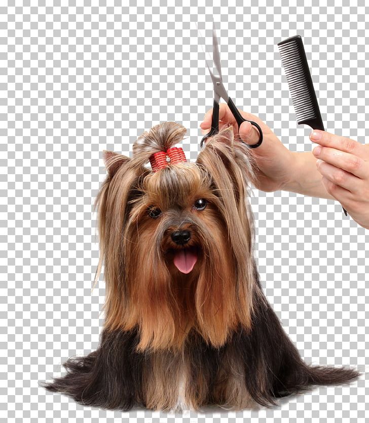 Pet Grooming PNG, Clipart, Dog, Grooming, Grooming Clipart, Hospital, Pet Free PNG Download