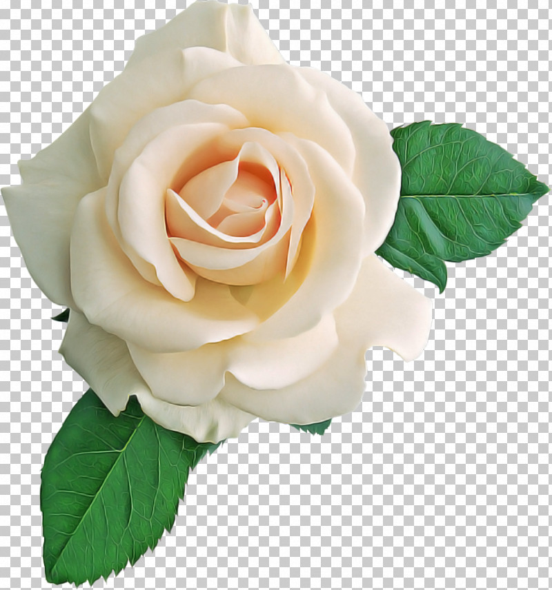 Garden Roses PNG, Clipart, Artificial Flower, Cabbage Rose, China Rose, Cut Flowers, Floral Design Free PNG Download