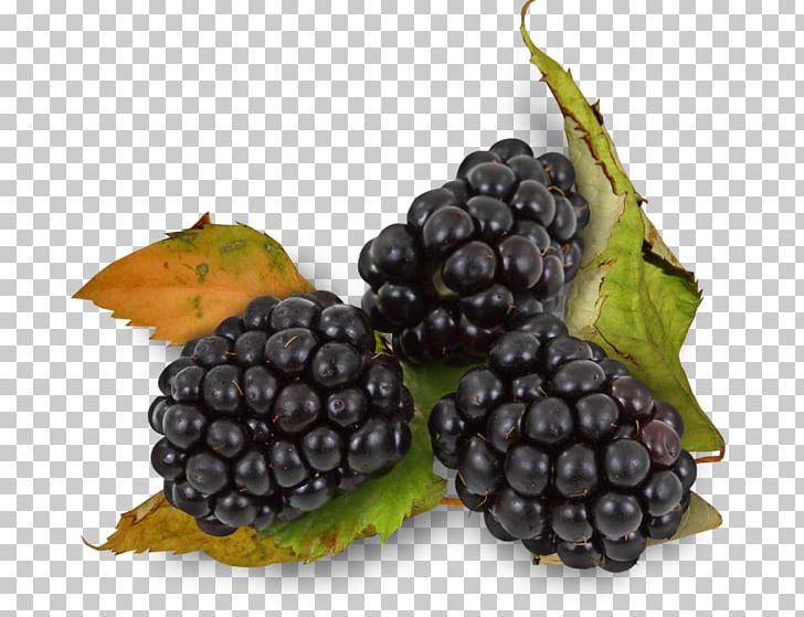 BlackBerry Auglis Rubus Ulmifolius PNG, Clipart, Bilberry, Black, Blueberry, Dewberry, Food Free PNG Download