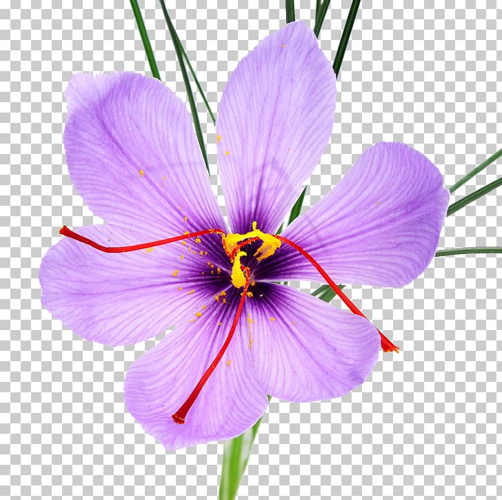 saffron-flower-petal-uses-best-flower-site