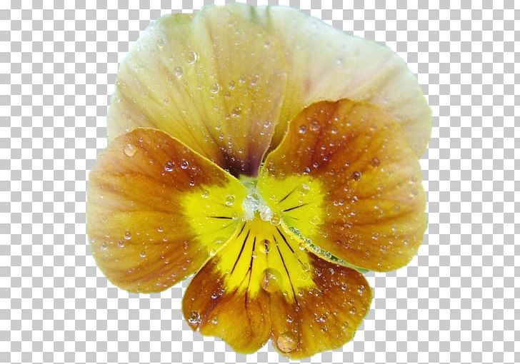 Pansy Information Photography PNG, Clipart, Archive File, Clip Art, Flower, Information, Kulich Free PNG Download