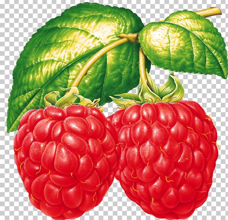 Raspberry Vegetable Fruit Tayberry PNG, Clipart, Accessory Fruit, Auglis, Berry, Food, Fruit Free PNG Download