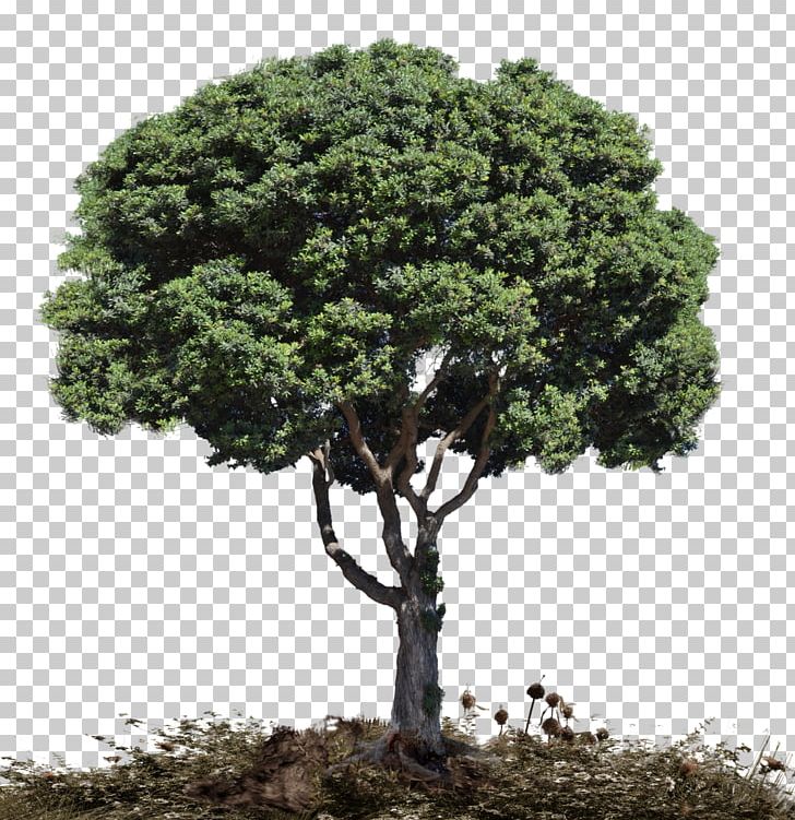 Tree Woody Plant Snag PNG, Clipart, Evergreen, Eye, Groundcover, Houseplant, Nature Free PNG Download
