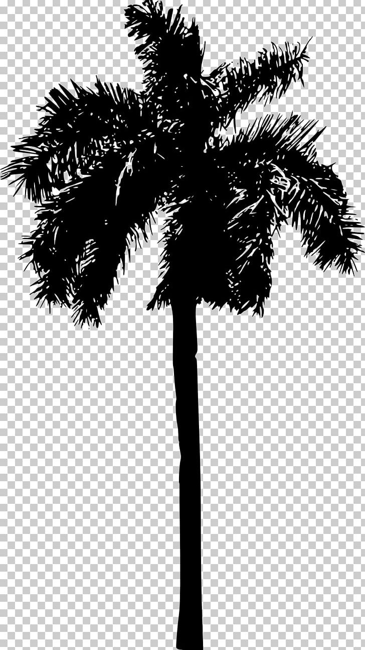 Arecaceae Tree Silhouette PNG, Clipart, Arecaceae, Arecales, Black And White, Borassus Flabellifer, Branch Free PNG Download