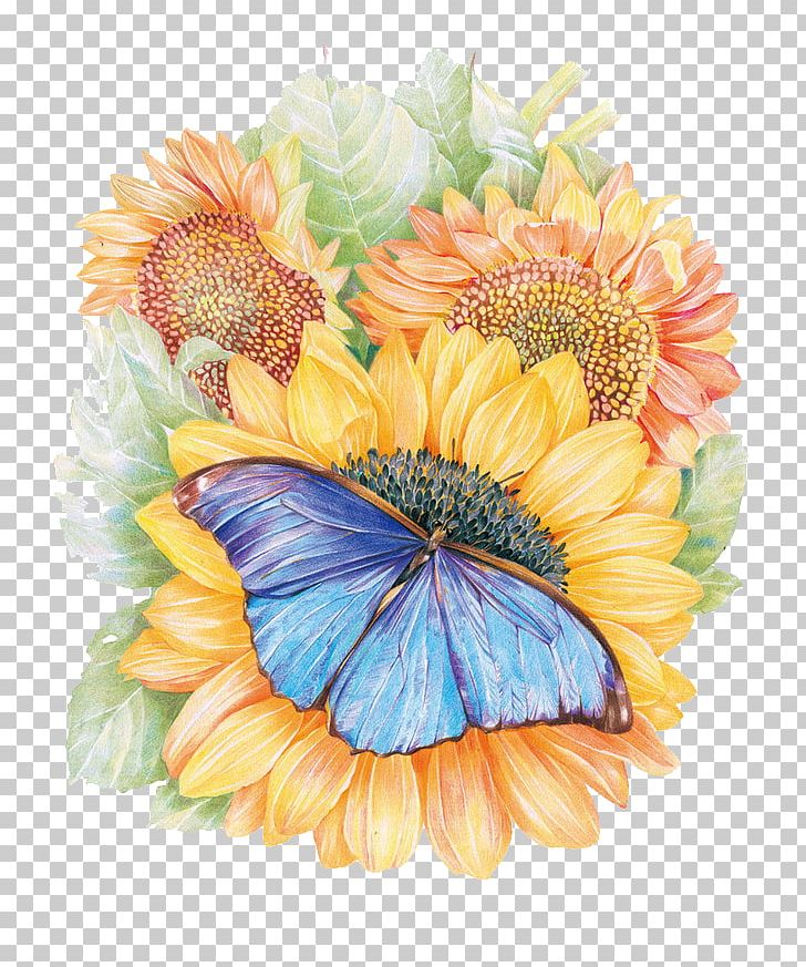 Monarch Butterfly Flower Drawing Painting PNG, Clipart, Art, Colored Pencil, Daisy Family, Flower, Flower Arranging Free PNG Download