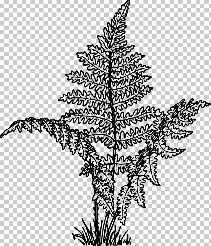 Lady Fern Drawing Plant Frond PNG, Clipart,  Free PNG Download
