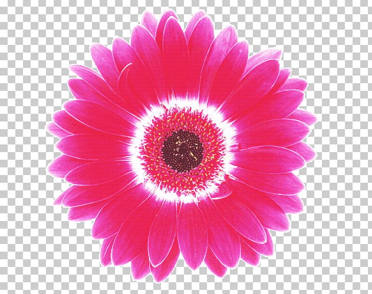 Transvaal Daisy Cut Flowers Petal Magenta PNG, Clipart, Closeup, Cut Flowers, Daisy Family, Flower, Flowering Plant Free PNG Download