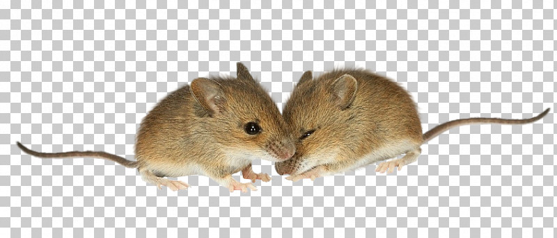 Mouse Rat Meadow Jumping Mouse Degu Muridae PNG, Clipart, Degu, Fare, Gerbil, Meadow Jumping Mouse, Mouse Free PNG Download