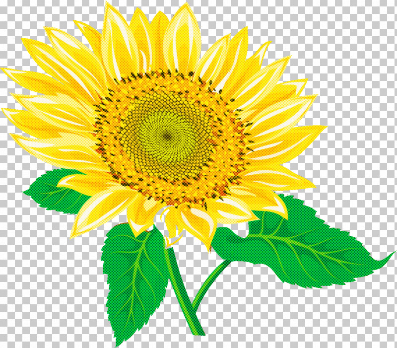 Sunflower Summer Flower PNG, Clipart, Annual Plant, Chrysanthemum, Common Sunflower, Cut Flowers, Daisy Family Free PNG Download