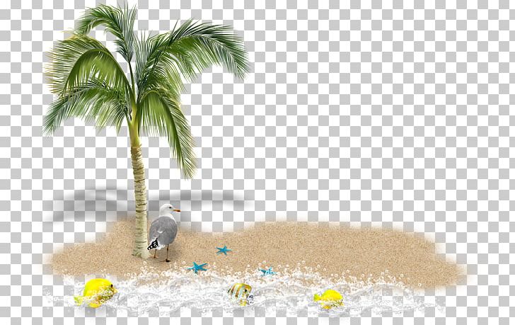 Arecaceae Tree Coconut PNG, Clipart, Arecaceae, Arecales, Beak, Coconut, Computer Wallpaper Free PNG Download