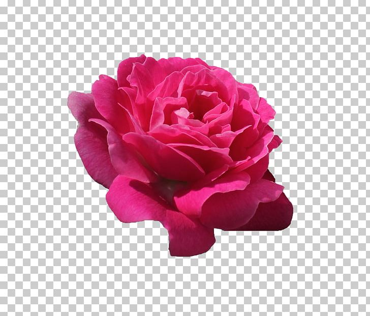 Cut Flowers Petal Garden Roses Centifolia Roses PNG, Clipart, Box, Centifolia Roses, China Rose, Cut Flowers, Floribunda Free PNG Download