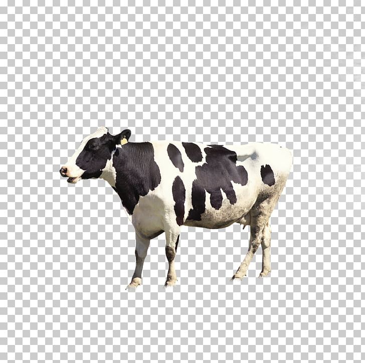Dairy Cattle Milk Livestock PNG, Clipart, Adobe Illustrator, Animal, Animals, Business, Cattle Free PNG Download