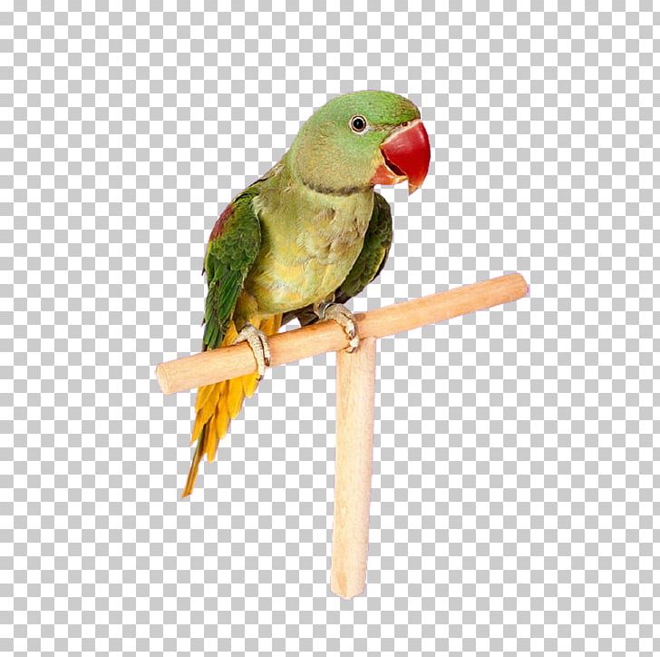 Parrot Lovebird Budgerigar Macaw PNG, Clipart, Animal, Animals, Beak, Bird, Bird Supply Free PNG Download