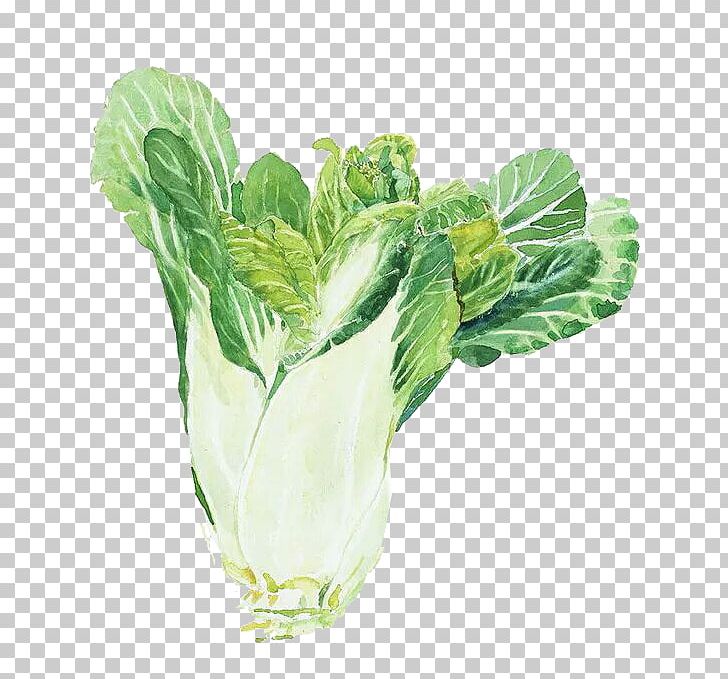 Watercolor Painting Napa Cabbage Chinese Cabbage PNG, Clipart, Cabbage, Chinese, Chinese Border, Chinese New Year, Chinese Style Free PNG Download