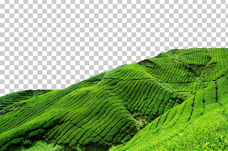 Berjaya Hills Resort Frasers Hill Heritage Hotel Tanah Rata Hotel Budget PNG, Clipart, Accommodation, Annual, Beach, Field, Food Drinks Free PNG Download