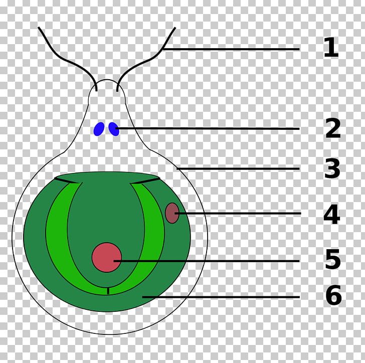 Chlamydomonas Reinhardtii Eyespot Apparatus Green Algae Vacuole PNG, Clipart, Algae, Area, Cell, Chlamydomonas, Chloroplast Free PNG Download